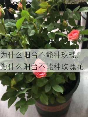 为什么阳台不能种玫瑰,为什么阳台不能种玫瑰花