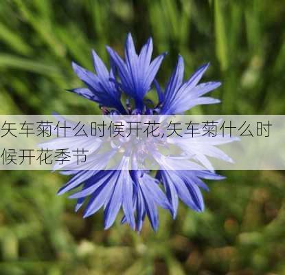 矢车菊什么时候开花,矢车菊什么时候开花季节