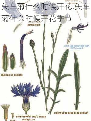 矢车菊什么时候开花,矢车菊什么时候开花季节-第3张图片-花卉百科