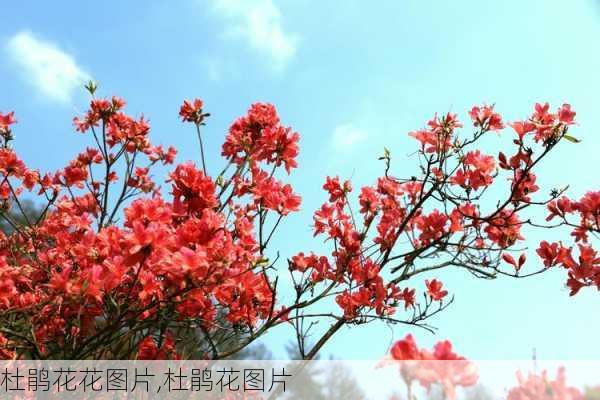 杜鹃花花图片,杜鹃花图片