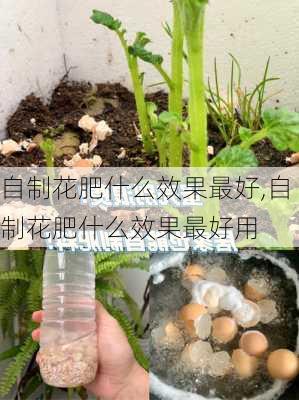 自制花肥什么效果最好,自制花肥什么效果最好用-第2张图片-花卉百科