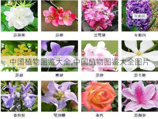 中国植物图鉴大全,中国植物图鉴大全图片