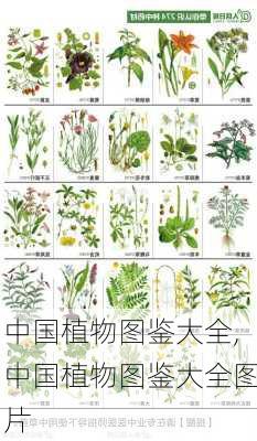 中国植物图鉴大全,中国植物图鉴大全图片-第2张图片-花卉百科