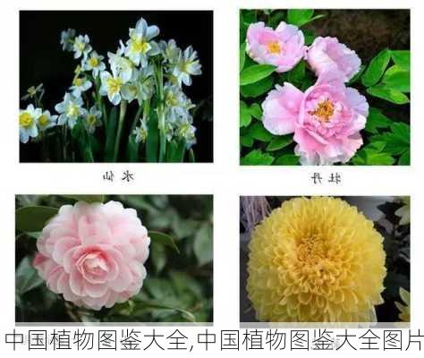 中国植物图鉴大全,中国植物图鉴大全图片-第3张图片-花卉百科