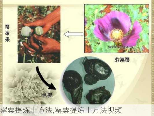 罂粟提炼土方法,罂粟提炼土方法视频