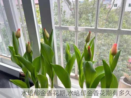 水培郁金香花期,水培郁金香花期有多久