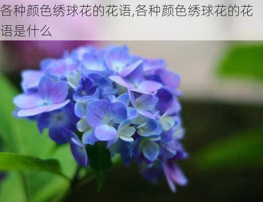 各种颜色绣球花的花语,各种颜色绣球花的花语是什么