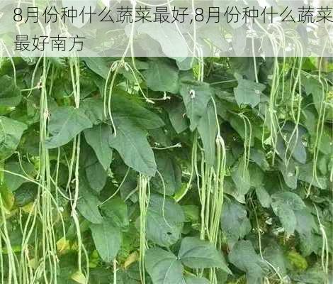 8月份种什么蔬菜最好,8月份种什么蔬菜最好南方