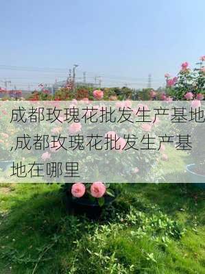 成都玫瑰花批发生产基地,成都玫瑰花批发生产基地在哪里