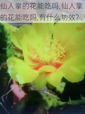 仙人掌的花能吃吗,仙人掌的花能吃吗,有什么功效?