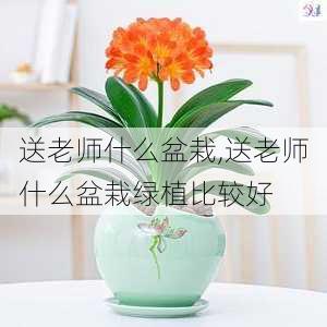 送老师什么盆栽,送老师什么盆栽绿植比较好