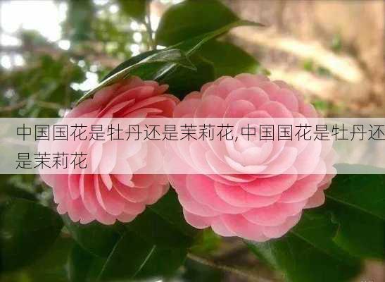 中国国花是牡丹还是茉莉花,中国国花是牡丹还是茉莉花