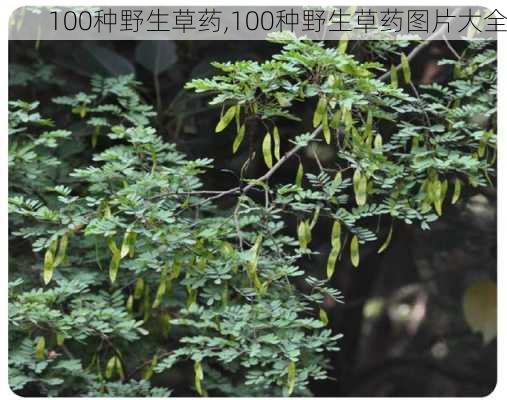 100种野生草药,100种野生草药图片大全