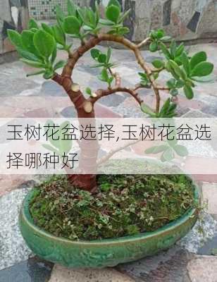 玉树花盆选择,玉树花盆选择哪种好-第3张图片-花卉百科