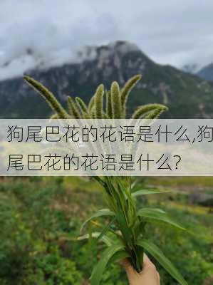 狗尾巴花的花语是什么,狗尾巴花的花语是什么?