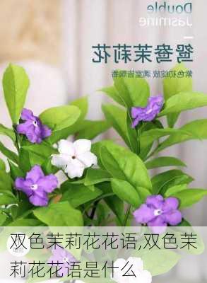 双色茉莉花花语,双色茉莉花花语是什么-第3张图片-花卉百科