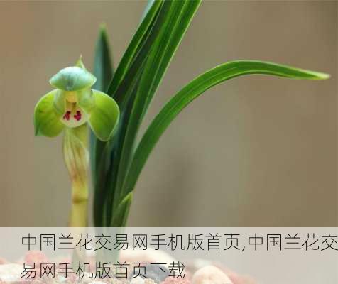 中国兰花交易网手机版首页,中国兰花交易网手机版首页下载-第1张图片-花卉百科