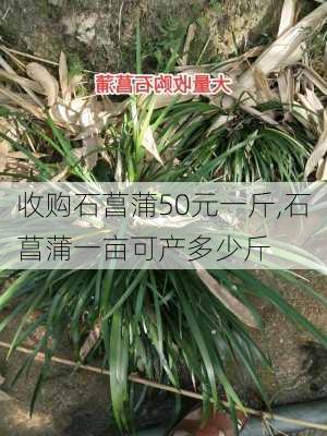 收购石菖蒲50元一斤,石菖蒲一亩可产多少斤