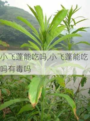 小飞蓬能吃吗,小飞蓬能吃吗有毒吗-第2张图片-花卉百科