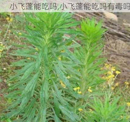 小飞蓬能吃吗,小飞蓬能吃吗有毒吗-第3张图片-花卉百科