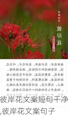 彼岸花文案短句干净,彼岸花文案句子-第3张图片-花卉百科