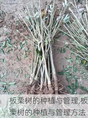 板栗树的种植与管理,板栗树的种植与管理方法-第2张图片-花卉百科