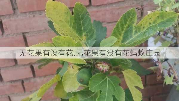 无花果有没有花,无花果有没有花蚂蚁庄园