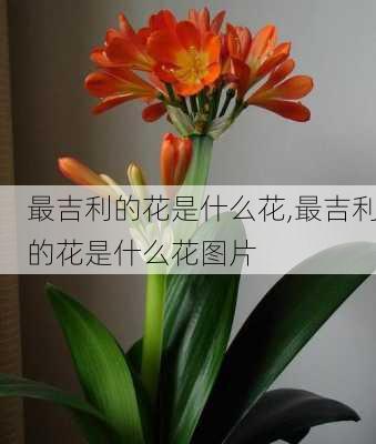 最吉利的花是什么花,最吉利的花是什么花图片-第2张图片-花卉百科