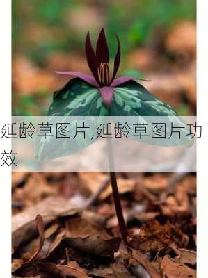 延龄草图片,延龄草图片功效