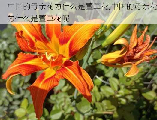 中国的母亲花为什么是萱草花,中国的母亲花为什么是萱草花呢