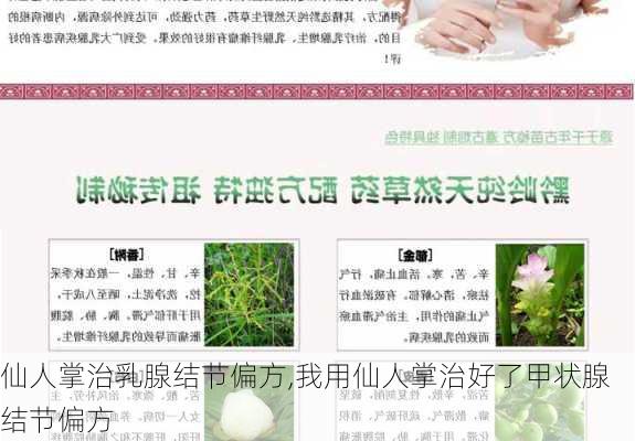 仙人掌治乳腺结节偏方,我用仙人掌治好了甲状腺结节偏方