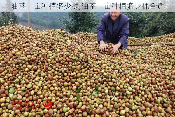 油茶一亩种植多少棵,油茶一亩种植多少棵合适-第3张图片-花卉百科