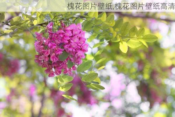 槐花图片壁纸,槐花图片壁纸高清