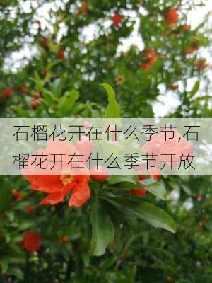 石榴花开在什么季节,石榴花开在什么季节开放-第1张图片-花卉百科