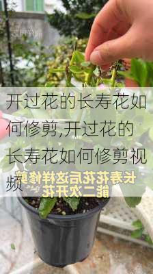 开过花的长寿花如何修剪,开过花的长寿花如何修剪视频