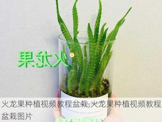 火龙果种植视频教程盆栽,火龙果种植视频教程盆栽图片