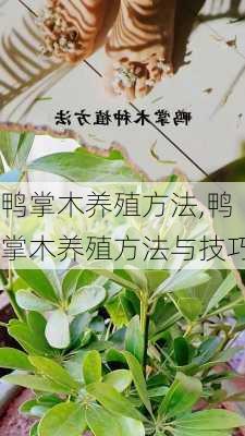 鸭掌木养殖方法,鸭掌木养殖方法与技巧-第2张图片-花卉百科