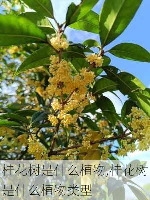 桂花树是什么植物,桂花树是什么植物类型