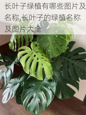 长叶子绿植有哪些图片及名称,长叶子的绿植名称及图片大全