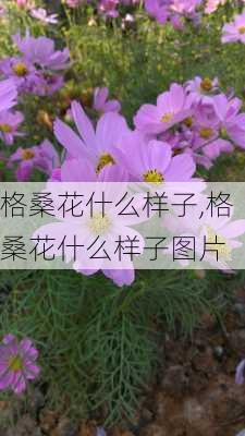 格桑花什么样子,格桑花什么样子图片