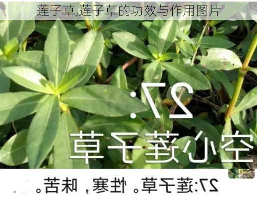 莲子草,莲子草的功效与作用图片-第3张图片-花卉百科