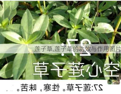 莲子草,莲子草的功效与作用图片-第2张图片-花卉百科