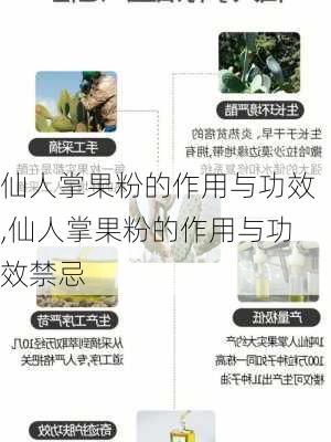 仙人掌果粉的作用与功效,仙人掌果粉的作用与功效禁忌