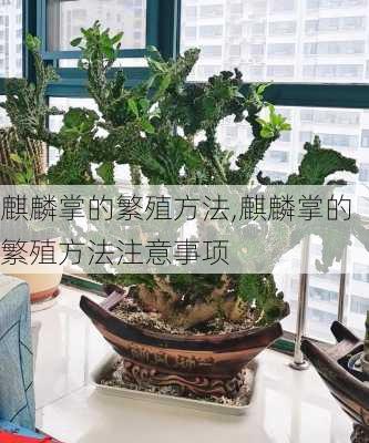 麒麟掌的繁殖方法,麒麟掌的繁殖方法注意事项