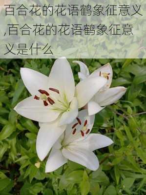 百合花的花语鹤象征意义,百合花的花语鹤象征意义是什么-第2张图片-花卉百科