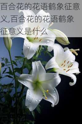 百合花的花语鹤象征意义,百合花的花语鹤象征意义是什么-第1张图片-花卉百科