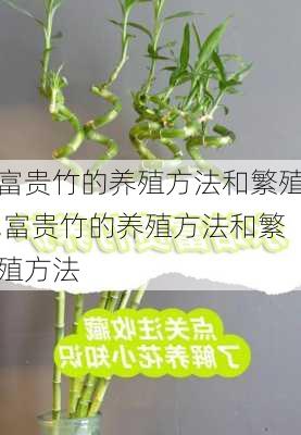 富贵竹的养殖方法和繁殖,富贵竹的养殖方法和繁殖方法-第1张图片-花卉百科