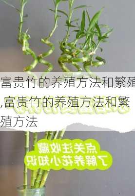 富贵竹的养殖方法和繁殖,富贵竹的养殖方法和繁殖方法-第2张图片-花卉百科