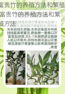 富贵竹的养殖方法和繁殖,富贵竹的养殖方法和繁殖方法-第3张图片-花卉百科