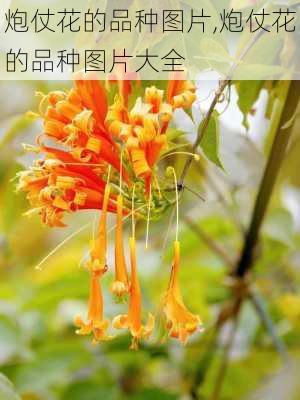 炮仗花的品种图片,炮仗花的品种图片大全-第3张图片-花卉百科